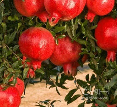فروش انار