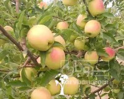 فروش سیب لبنانی