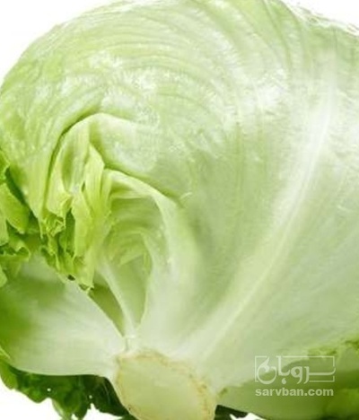 فروش کاهو ایسبرگ - آیسبرگ ماشینی