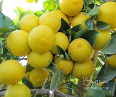 فروش لیمو شیرین