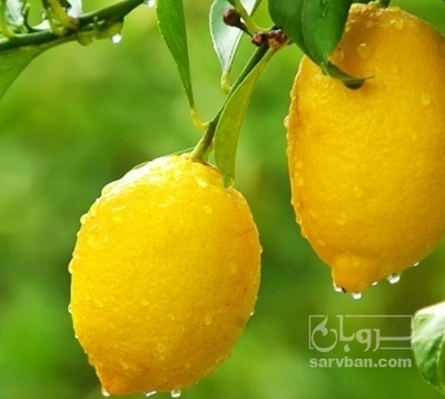 فروش لیموترش