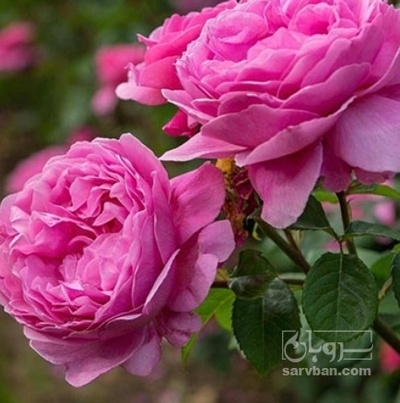 فروش گل محمدی (گیاه‌ دارویی)