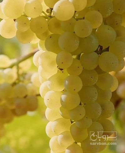 فروش انگور