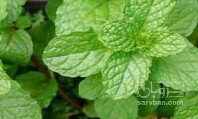 فروش نعناع تازه