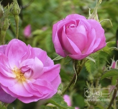 فروش گل محمدی مربایی