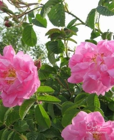 فروش گل محمدی گلاب گیری