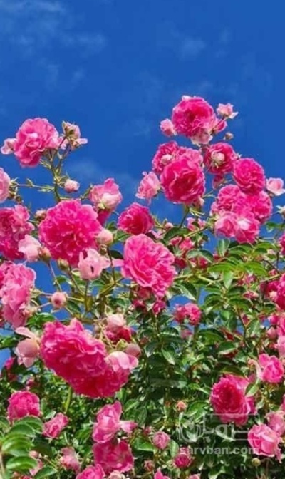 فروش گل محمدی (گیاه‌ دارویی)