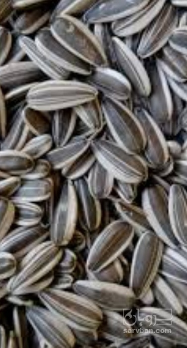 فروش تخمه آفتابگردان بود داده