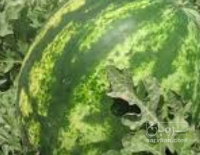 فروش هندوانه گرد