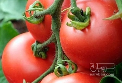 فروش گوجه فرنگی