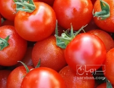 فروش گوجه فرنگی