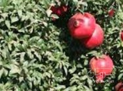 فروش انار