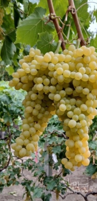 فروش انگور