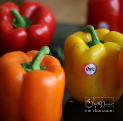 فروش فلفل دلمه ای