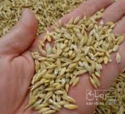 فروش گندم