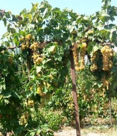 فروش انگور