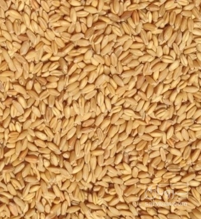 فروش جو