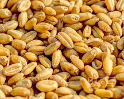 فروش گندم