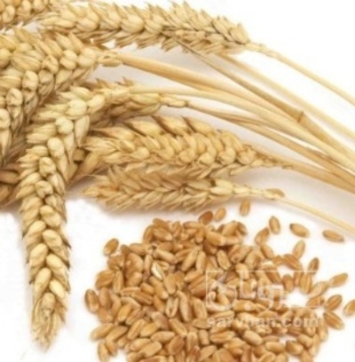 فروش گندم