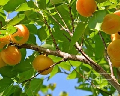 فروش زردآلو