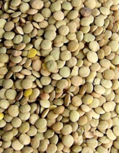 فروش عدس