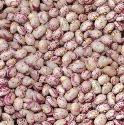 فروش لوبیا چیتی