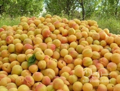 فروش زردآلو