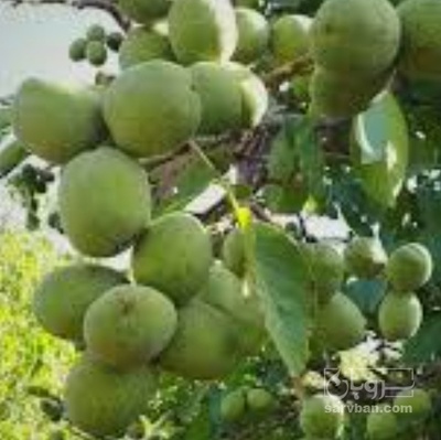 فروش گردو