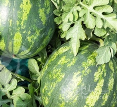 فروش هندوانه