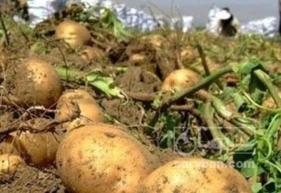 فروش سیب زمینی