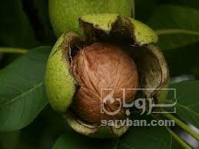 فروش گردو