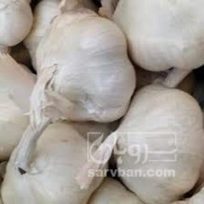 فروش سیر