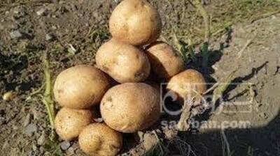فروش سیب زمینی بامبا