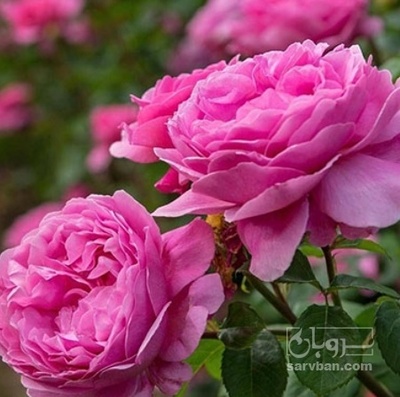 فروش گل محمدی (گیاه‌ دارویی)