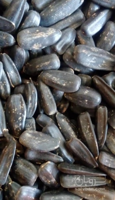 فروش تخمه سیاه