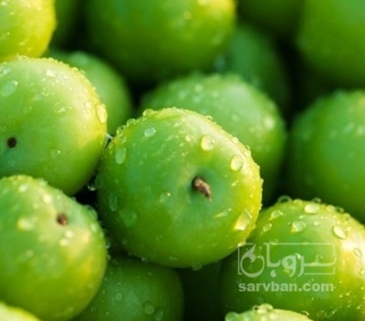 فروش گوجه سبز