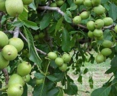 فروش گردو
