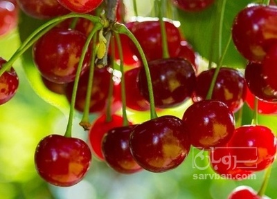 فروش آلبالو