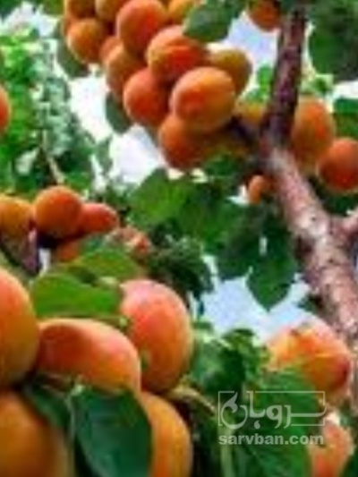 فروش زردآلو