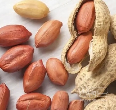 فروش بادام زمینی