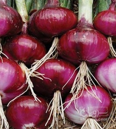 فروش پیاز قرمز هکتاری