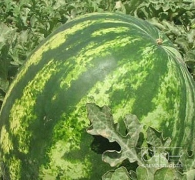 فروش هندوانه گرد