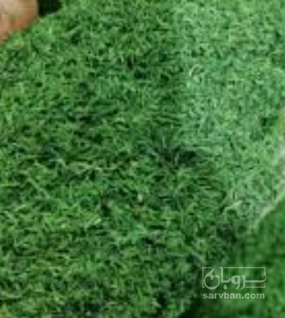 فروش شوید خشک (گیاه‌ دارویی)