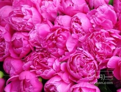 فروش گل محمدی (گیاه‌ دارویی)