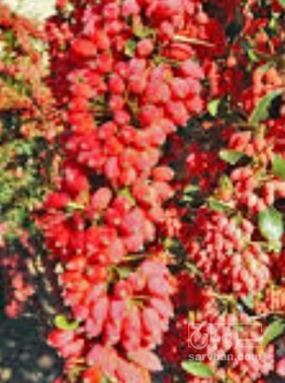 فروش زرشک