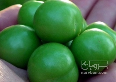 فروش گوجه سبز