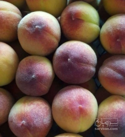 فروش هلو کرست