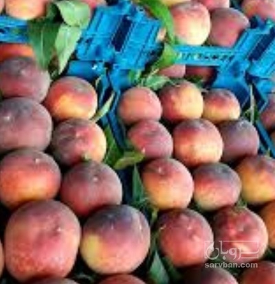 فروش هلو داوودی