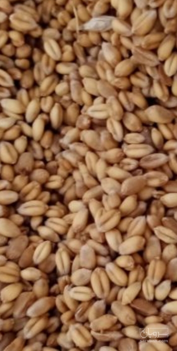 فروش گندم