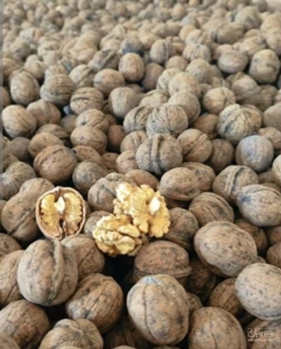 فروش گردو
